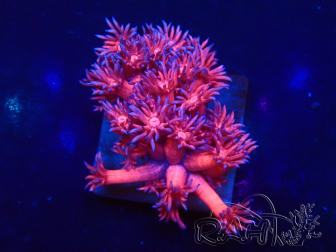 WYSIWYG Goniopora 9J5
