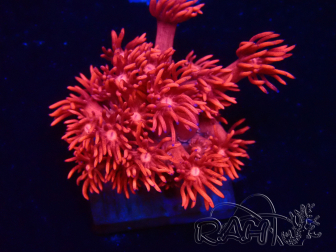WYSIWYG Goniopora 9L1