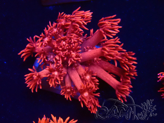 WYSIWYG Goniopora 9L2