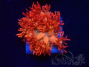 WYSIWYG Goniopora 9L4
