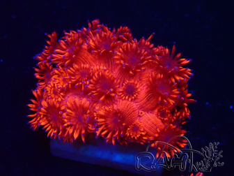 WYSIWYG Goniopora 9M1