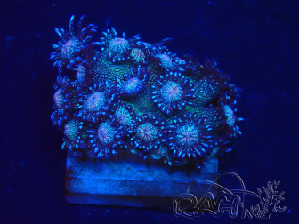 WYSIWYG Goniopora 9N1