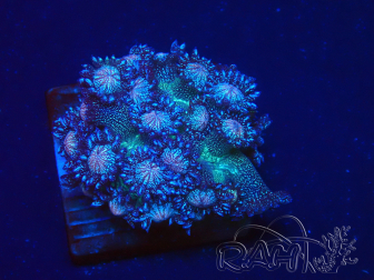 WYSIWYG Goniopora 9N3
