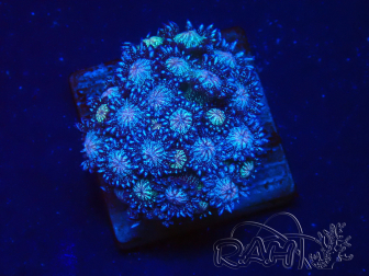 WYSIWYG Goniopora 9N5