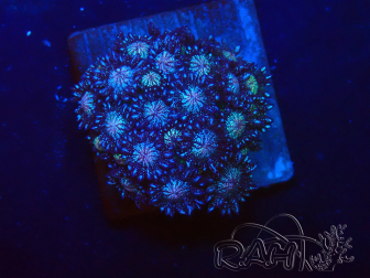 WYSIWYG Goniopora 9N7