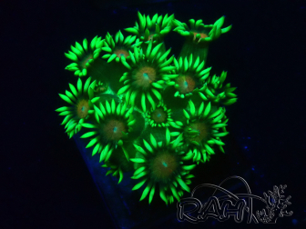 WYSIWYG Goniopora 9O2