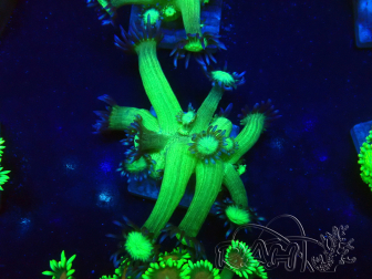 WYSIWYG Goniopora 9P5