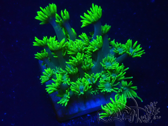 WYSIWYG Goniopora 9S2
