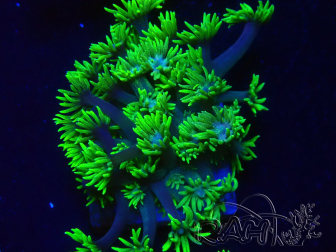 WYSIWYG Goniopora 9S4