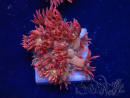 WYSIWYG Goniopora 9L4