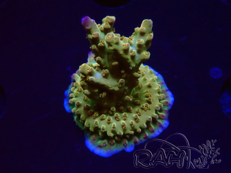 WYSIWYG RAH Acropora Astro-berry 5P1