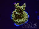 WYSIWYG RAH Acropora Astro-berry 5P1