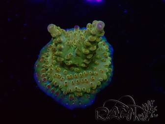 WYSIWYG RAH Acropora Astro-berry 5P2