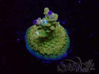 WYSIWYG RAH Acropora Astro-berry 5P3