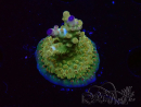 WYSIWYG RAH Acropora Astro-berry 5P3