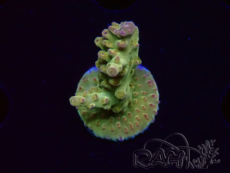 WYSIWYG RAH Acropora Astro-berry 5P4