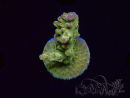 WYSIWYG RAH Acropora Astro-berry 5P4