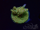 WYSIWYG RAH Acropora Astro-berry 5P5