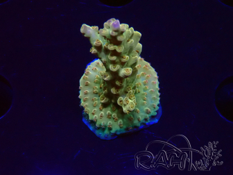 WYSIWYG RAH Acropora Astro-berry 5P6