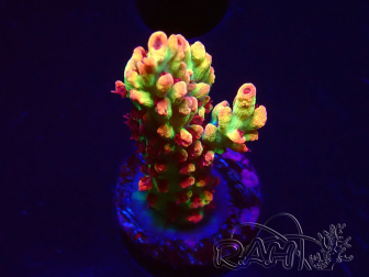 WYSIWYG RAH Acropora microclados Strawberry Shortcake 5P7