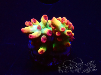 WYSIWYG RAH Acropora microclados Strawberry Shortcake 5P8