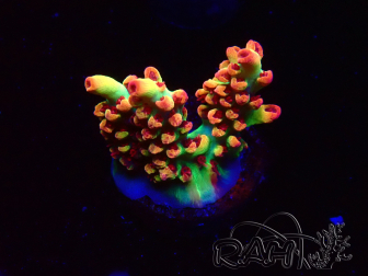 WYSIWYG RAH Acropora microclados Strawberry Shortcake 5P9