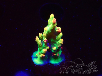WYSIWYG RAH Acropora microclados Cloudberry SC 5Q4