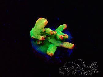 WYSIWYG RAH Acropora microclados Cloudberry SC 5Q5