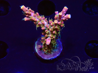 WYSIWYG CC Acropora Vodoo Majick 5Q9