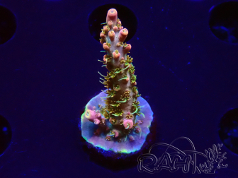 WYSIWYG CC Acropora Vodoo Majick 5Q10