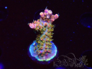 WYSIWYG CC Acropora Vodoo Majick 5Q11