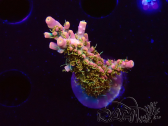 WYSIWYG CC Acropora Vodoo Majick 5Q12
