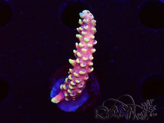 WYSIWYG Acropora Dragon Breath 5R1