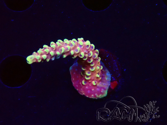 WYSIWYG Acropora Dragon Breath 5R2
