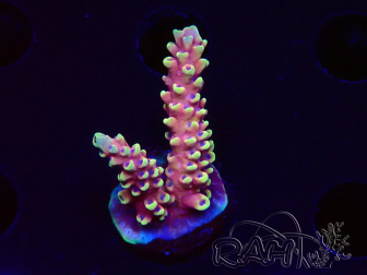 WYSIWYG Acropora Dragon Breath 5R3