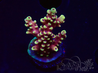 WYSIWYG Acropora Dragon Breath 5R4