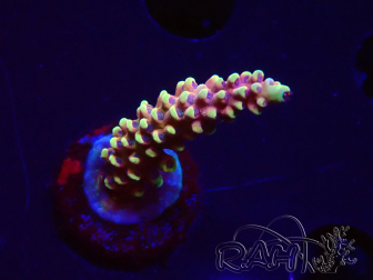 WYSIWYG Acropora Dragon Breath 5R5