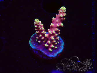 WYSIWYG Acropora Dragon Breath 5R6