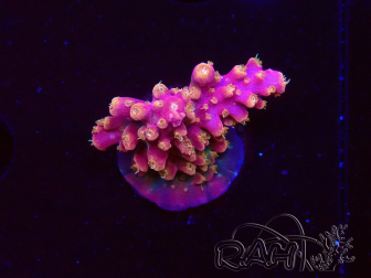 WYSIWYG RAH Acropora Stained Glass 5R7