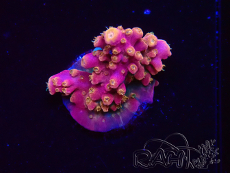 WYSIWYG RAH Acropora Stained Glass 5R8