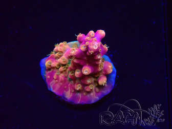 WYSIWYG RAH Acropora Stained Glass 5R9