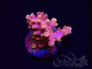 WYSIWYG RAH Acropora Stained Glass 5R10