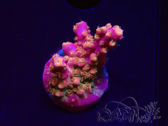 WYSIWYG RAH Acropora Stained Glass 5R11
