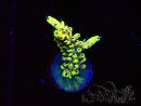 WYSIWYG RAH Acropora Golden Dragon 5O6