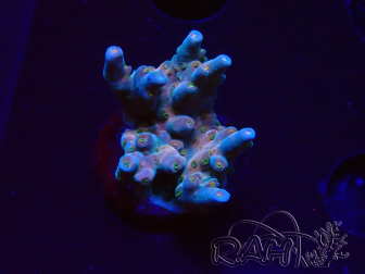 WYSIWYG RAH Acropora donei Hot Shot 5S7