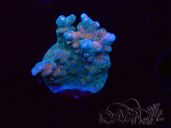WYSIWYG RAH Acropora donei Hot Shot 5S9