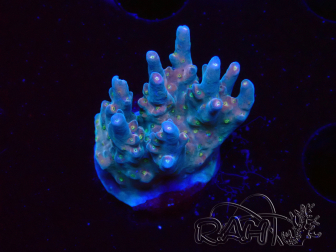 WYSIWYG RAH Acropora donei Hot Shot 5S10