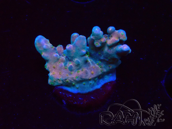 WYSIWYG RAH Acropora donei Hot Shot 5S11