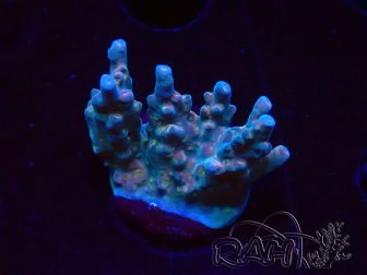 WYSIWYG RAH Acropora donei Hot Shot 5S12