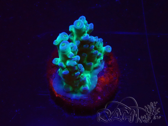 WYSIWYG ORA Acropora Pearlberry 5T1